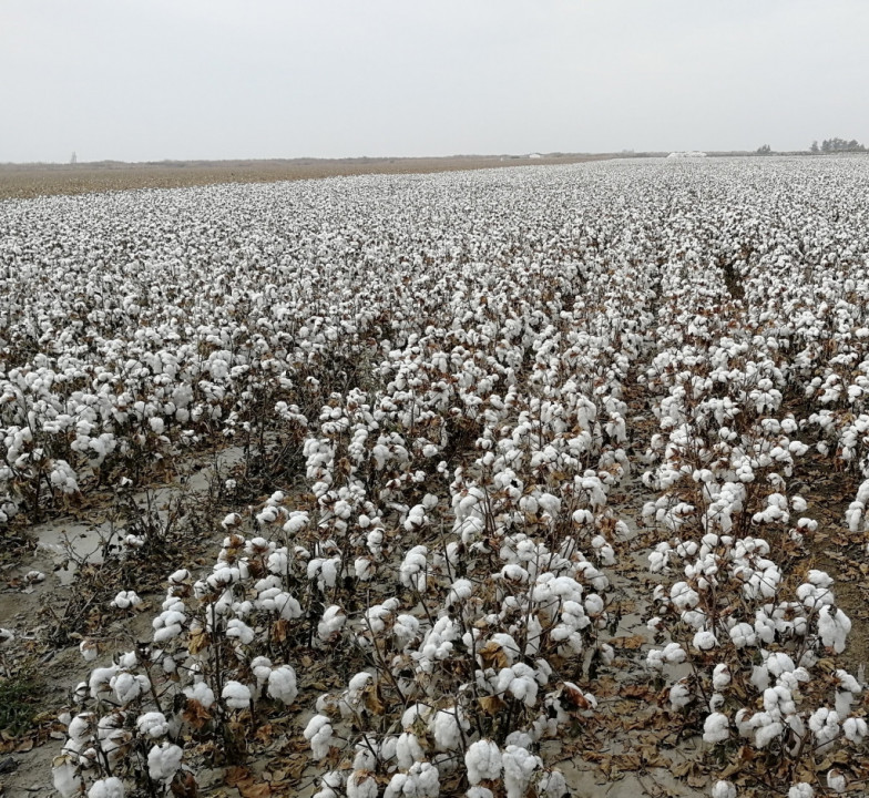 Хлопчатник: особенности выращивания и орошения культуры Хлопчатник: особенности выращивания и орошения культуры