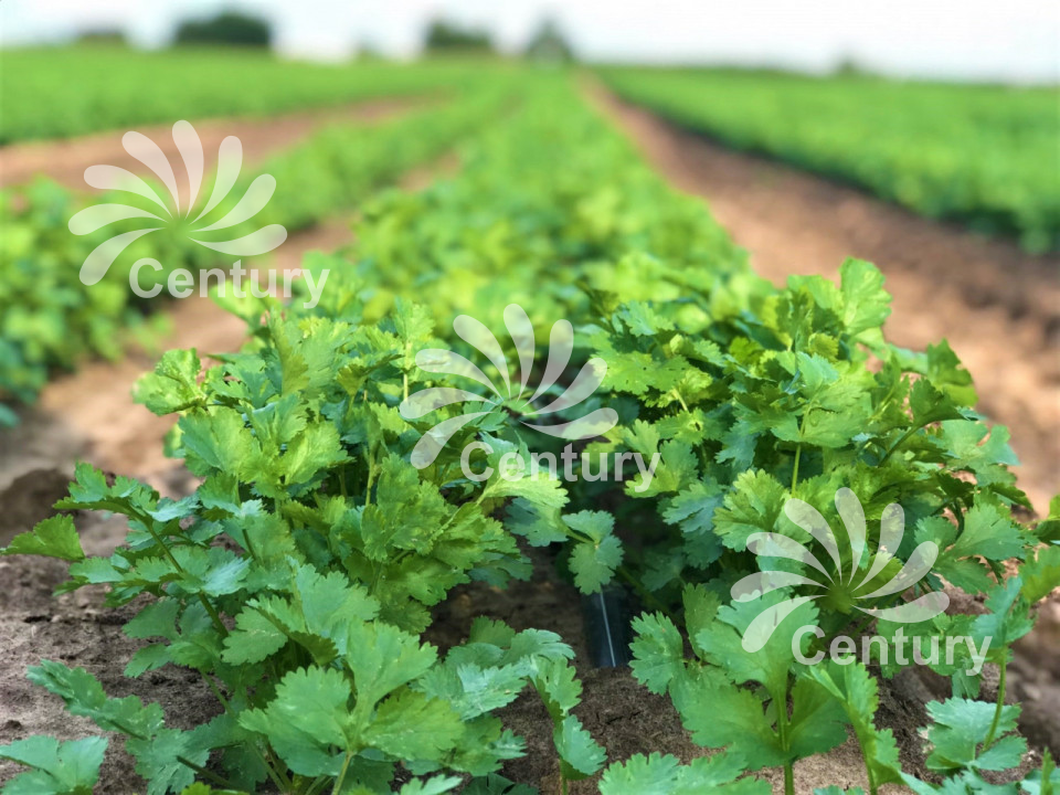 Щелевая капельная лента NEO-DRIP Щелевая капельная лента NEO-DRIP