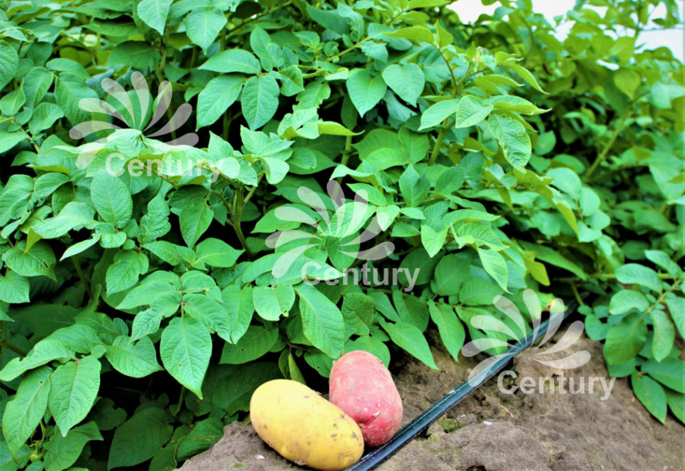 Щелевая капельная лента NEO-DRIP Щелевая капельная лента NEO-DRIP