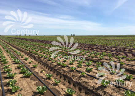 Эмиттерная капельная лента NEO-DRIP Эмиттерная капельная лента NEO-DRIP