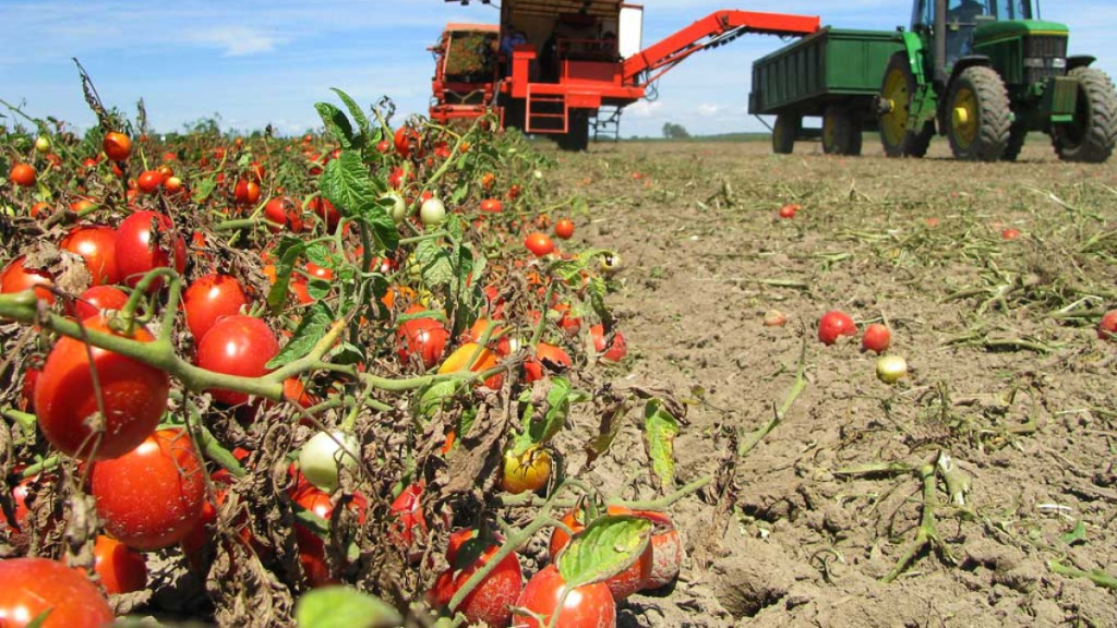 Уборка овощных культур в открытом грунте Уборка овощных культур в открытом грунте
