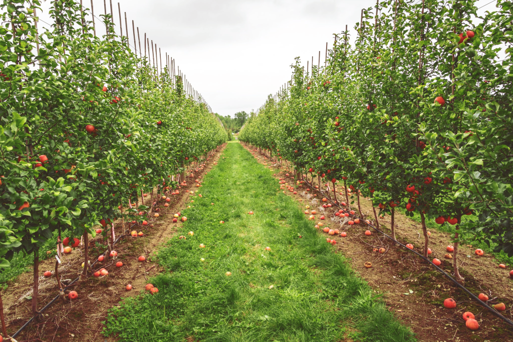 Сады интенсивного типа. Интенсивный сад. Яблоневый сад интенсивного типа. Apple Orchard.